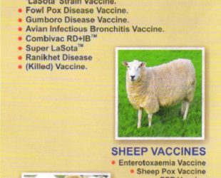 veterinary vaccine